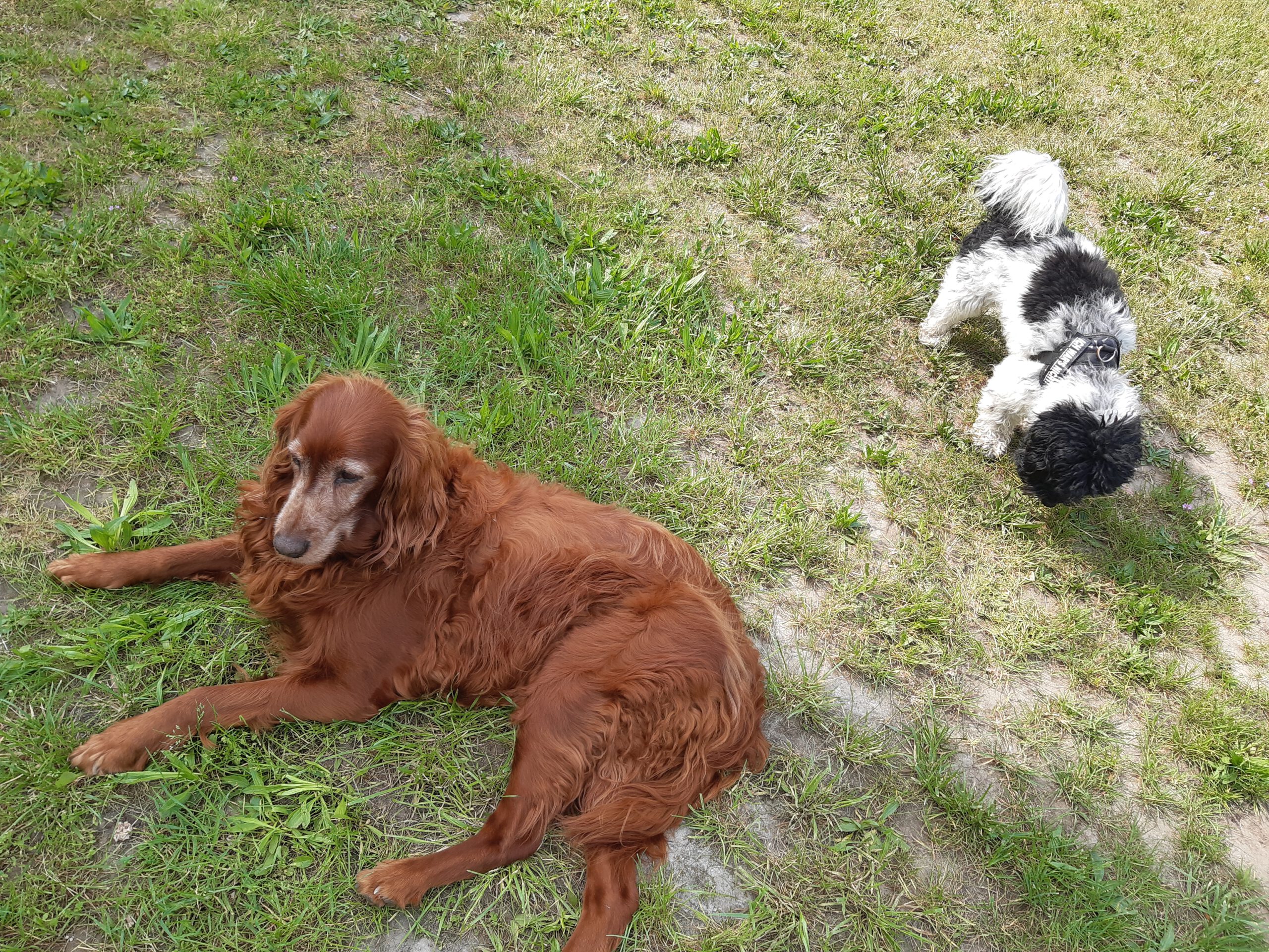 Zwei Hund auf einer Wiese